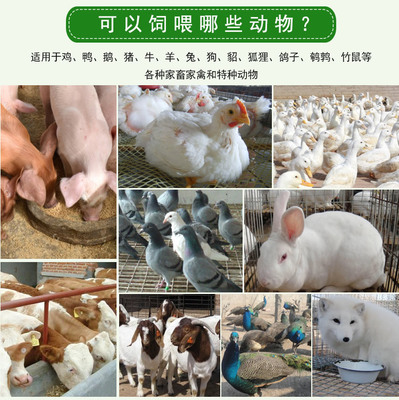 农富康养殖菌液在养鸭业中的广泛应用与效益分析