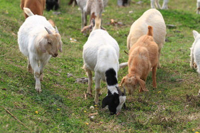 草地山羊工艺品 田园诗意的艺术呈现