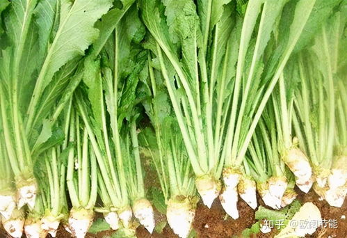 冀农推荐·保定篇 邂逅“二师兄”品牌，品味舌尖上的匠心优品