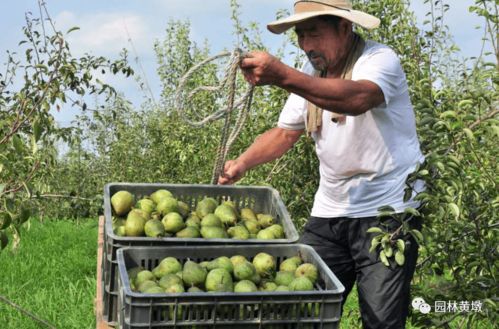 第一书记牵线搭桥，二师兄农产品直通城市餐桌
