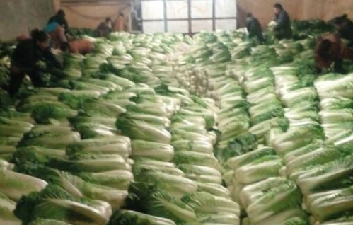 这才是铁哥们 河北省加大对北京农产品供应的深层关怀