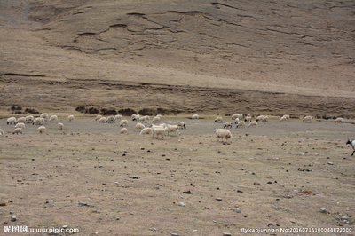 草原上的牧羊画卷 羊群摄影赏析