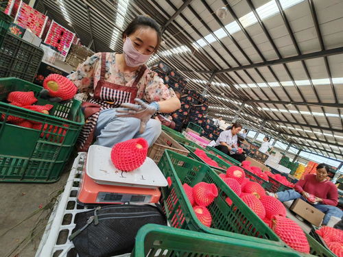 四川会理 小小石榴果，振兴大文章